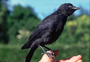 Diese Vogelart ist im Kirchturm heimisch. Foto: Willner.