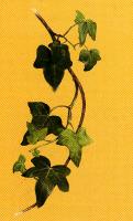 Waldb�ume