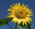 (Sonnenblume.jpg; 48 kB)