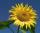 (Sonnenblume.jpg; 48 kB)