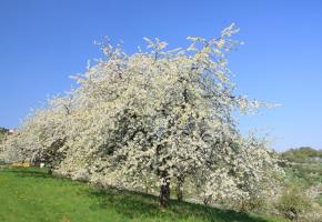 Blühender Kirschbaum Bild für die Fülle und Fruchtbarkeit des Lebens