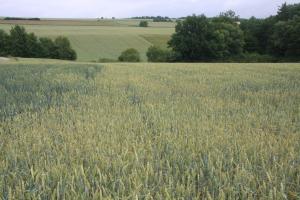 Weizenfelder in der Schnaider Flur