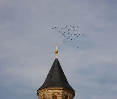 Taubenschar über dem Kirchturm