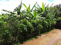 Spaziergang beim Priesterseminar, Bananenplantage