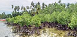 Mangrovenbume am Ufer