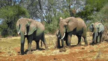 kenia2014 Elefanten