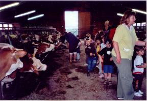 Beuch bei den K�hen im Stall