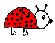 Käfer